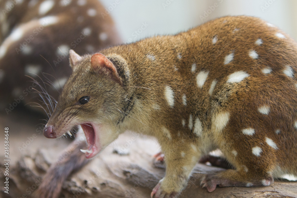 Fototapeta premium Tiger Quoll or Spotted Quoll