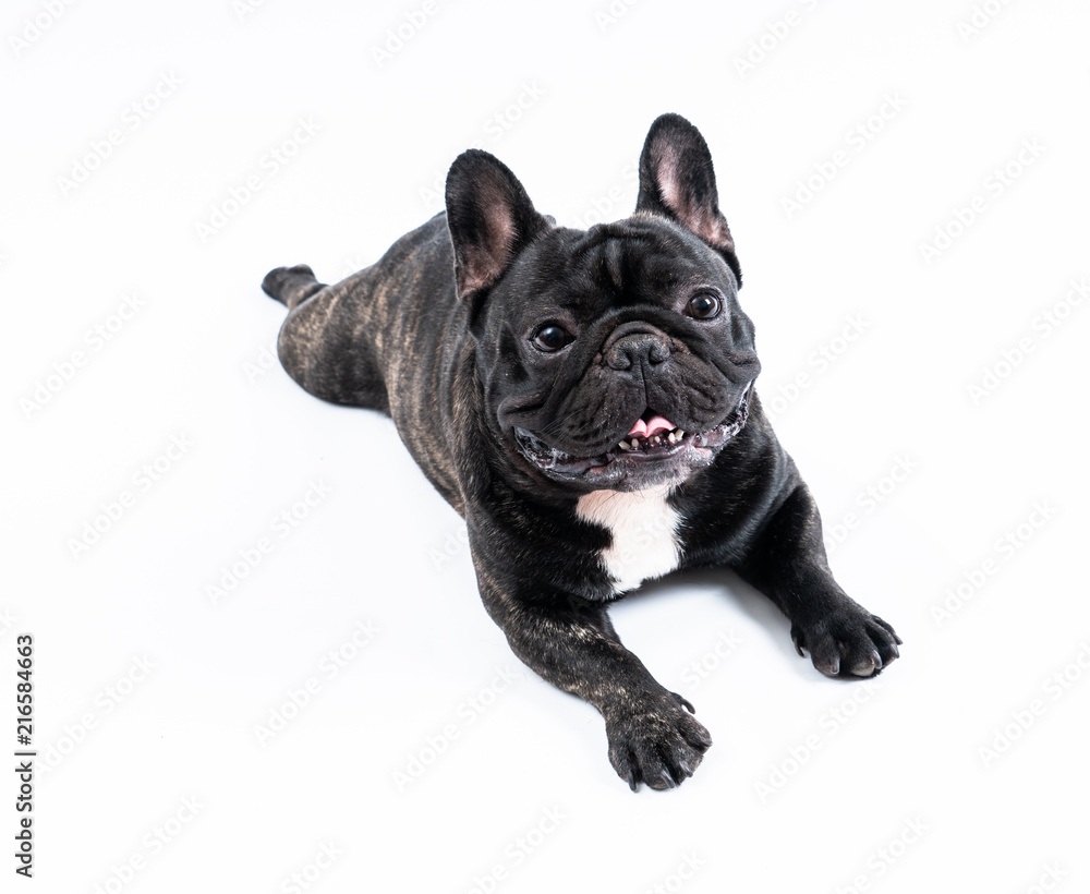 French bulldog portrait 