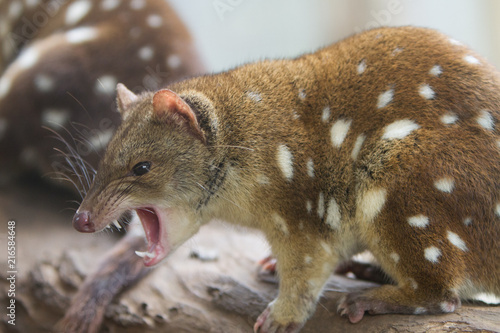 Tiger Quoll or Spotted Quoll