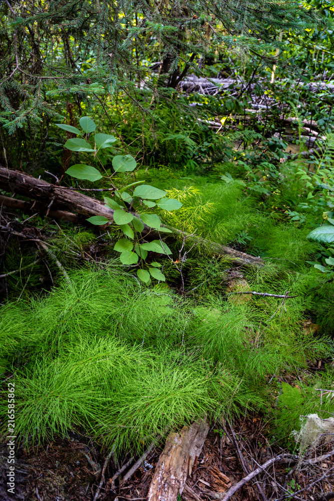 Φωτογραφία A Patch of Horsetail Ferns Along Tacoma Creek in the Colville National Forest