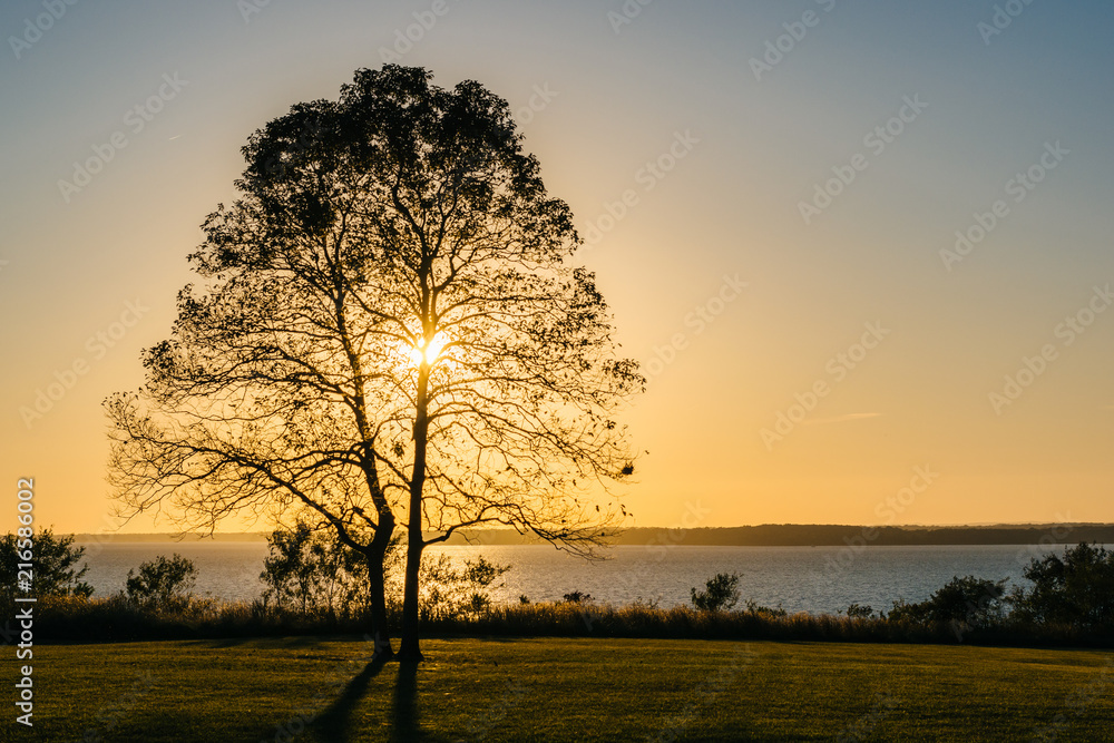 Fototapeta premium A tree at sunset, at Elk Neck State Park, Maryland