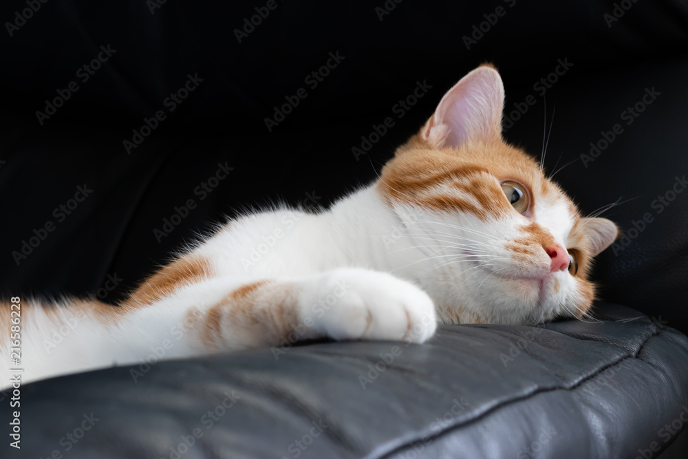 ソファーの上でまったりする茶白ネコ