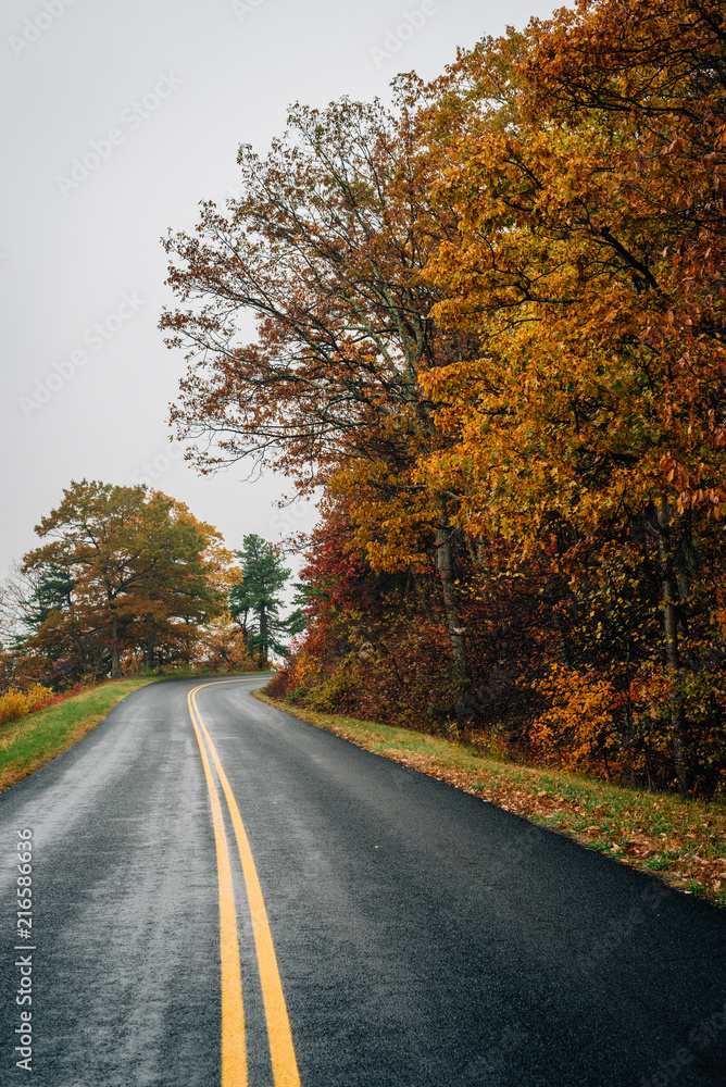 Fototapeta premium Fall color along the Blue Ridge Parkway in Virginia.