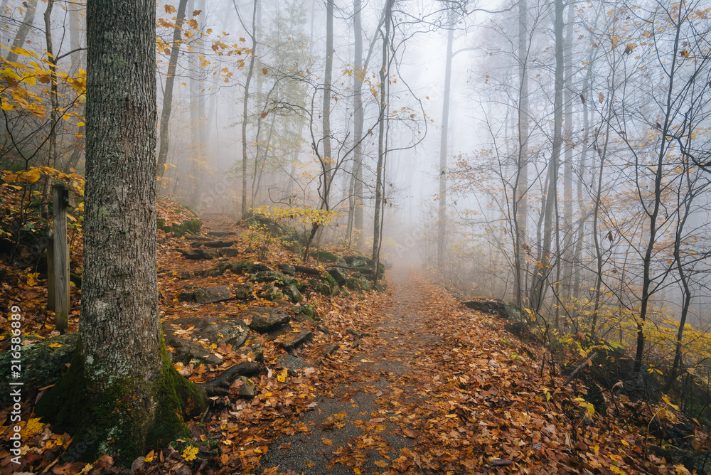 Fog and fall color on the Crabtree Falls Trail, in George Washington National Forest near the Blue Ridge Parkway in Virginia. Fog and fall color on the Crabtree Falls Trail, in George Washington National Forest near the Blue Ridge Parkway in Virginia.