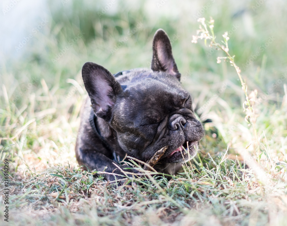 French bulldog outside French bulldog outside
