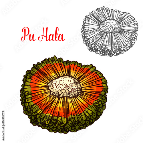 Exotic hala fruit sketch with orange husk