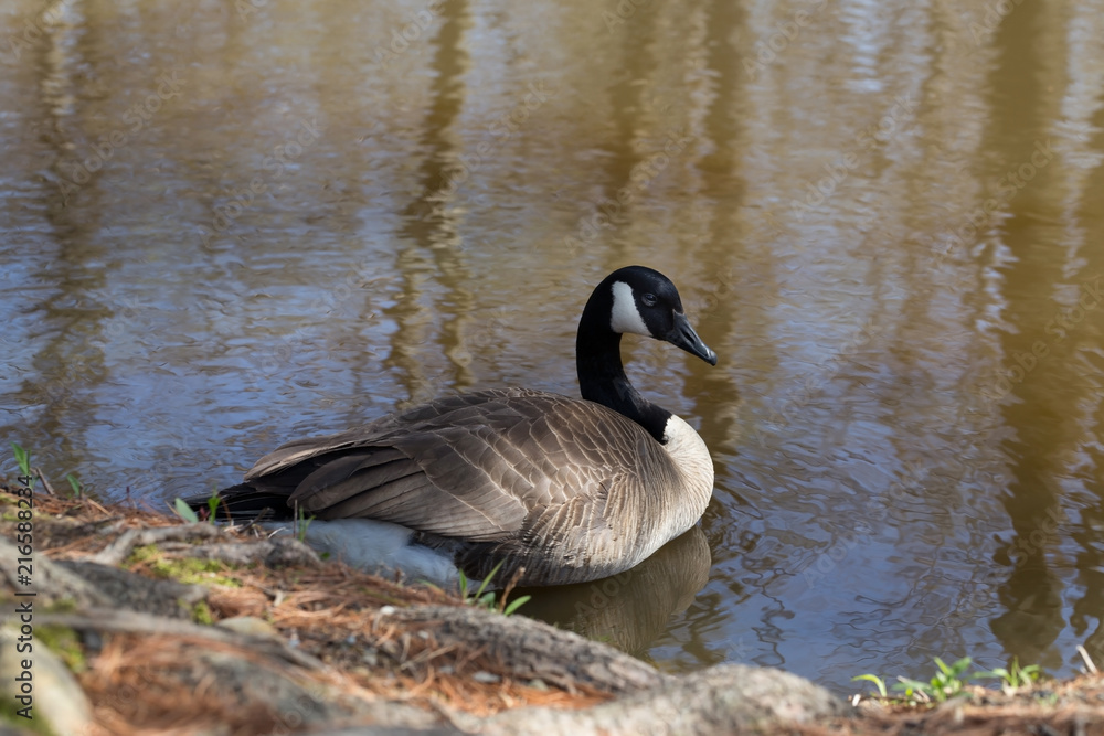 Goose and Shoreline