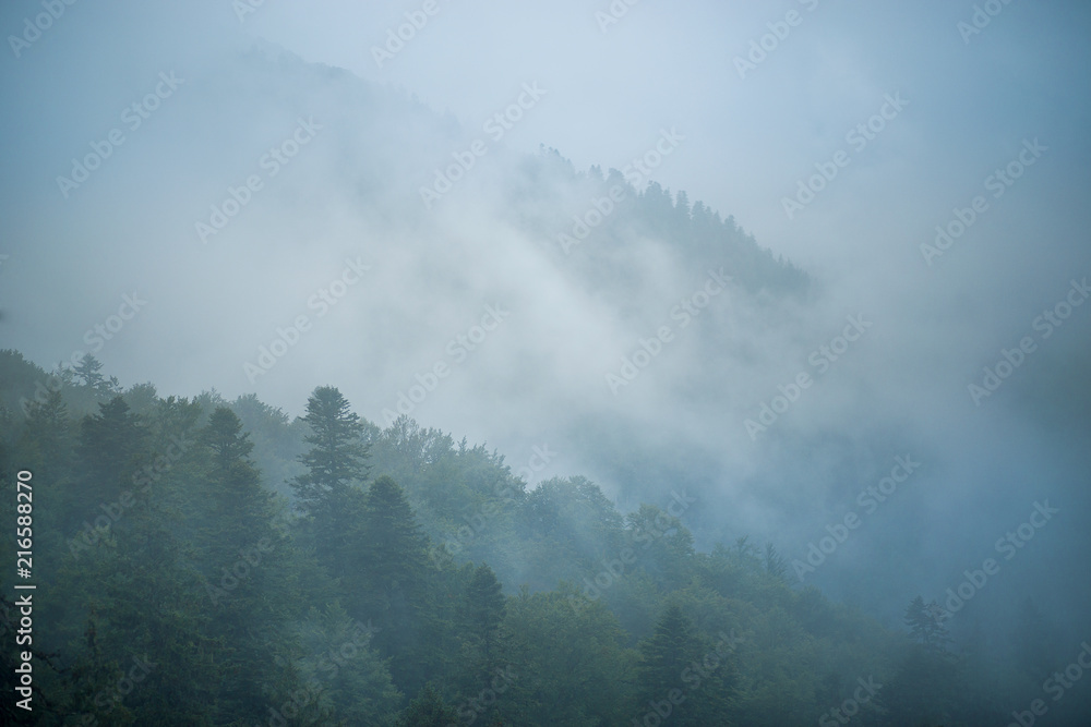 Amazing mystical forest with fog after rain