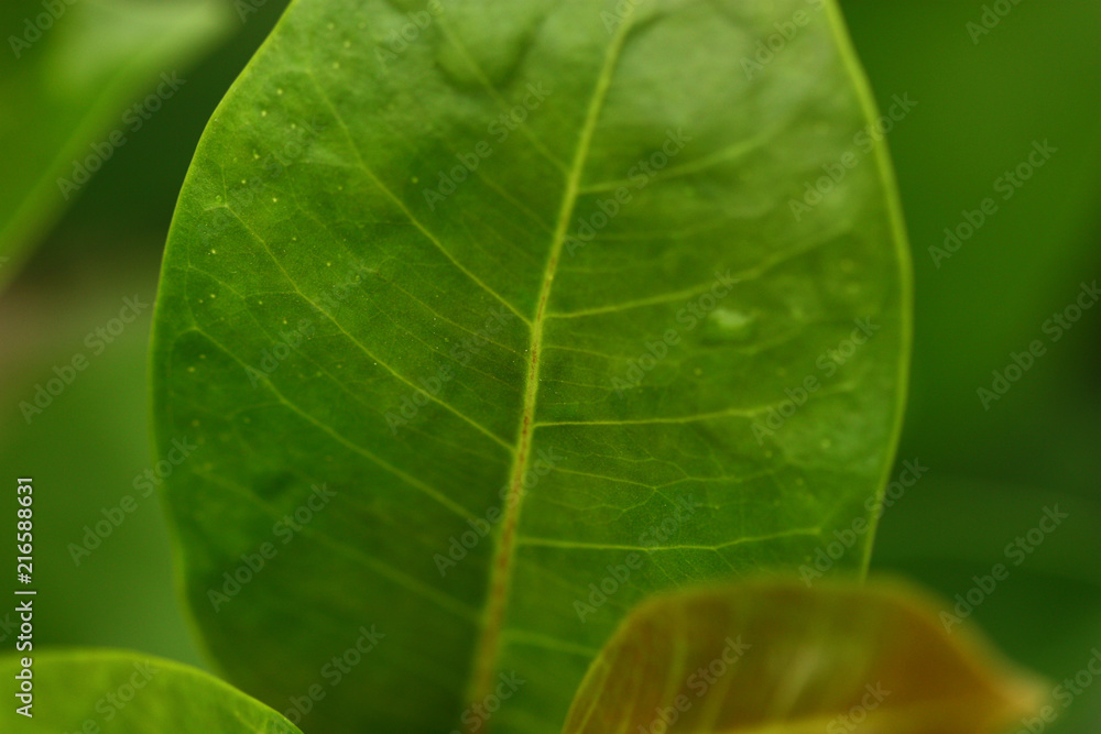 selective focus of green leaf selective focus of green leaf