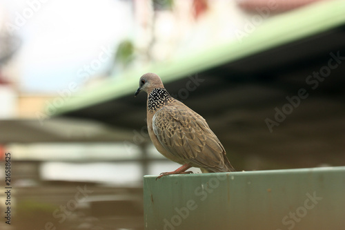 photo of pigeon on the wall