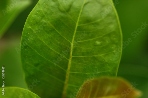 selective focus of green leaf