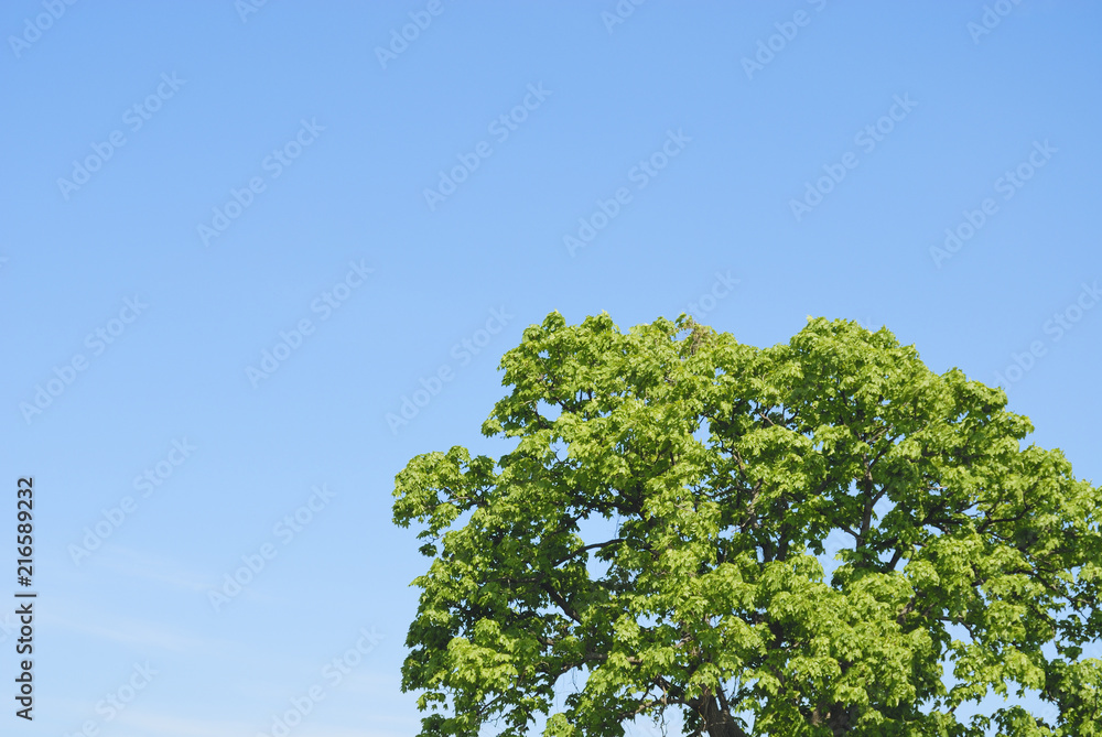 木 空 素材 木 空 素材