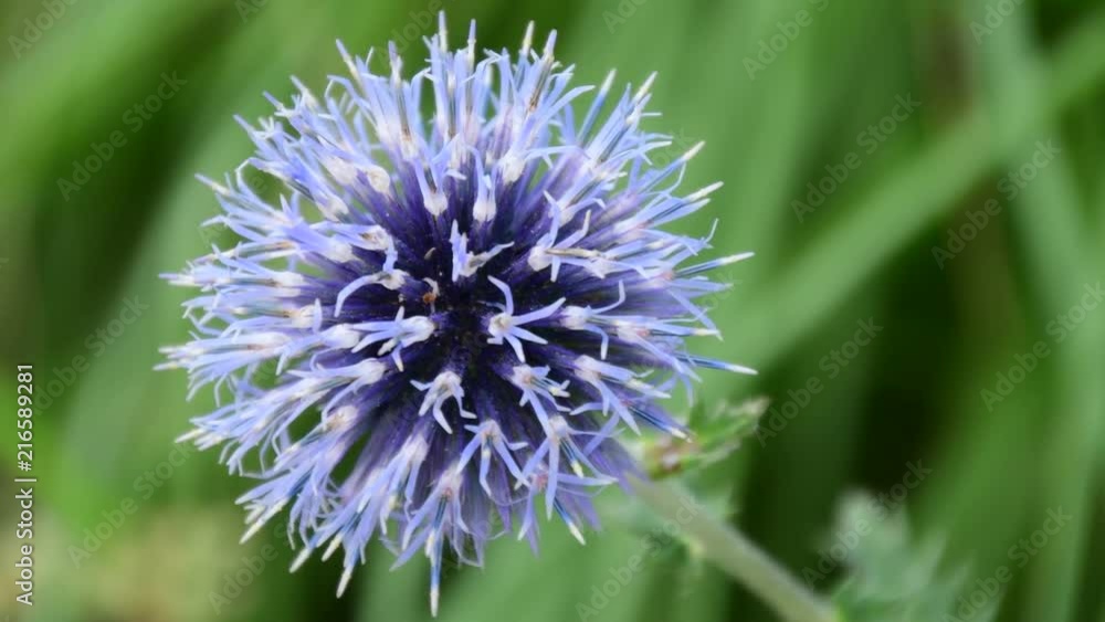 Beautiful pirple flowers in the garden Beautiful pirple flowers in the garden