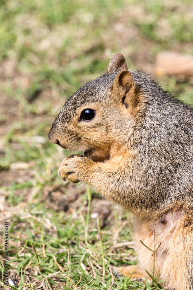 Eastern Fox Squirrel, Fox Squirrel, Bryant's Fox Squirrel - Sciurus niger Eastern Fox Squirrel, Fox Squirrel, Bryant's Fox Squirrel - Sciurus niger