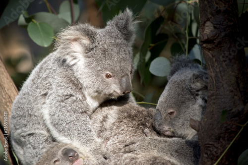 Fototapeta Naklejka Na Ścianę i Meble -  koala joeys cuddling