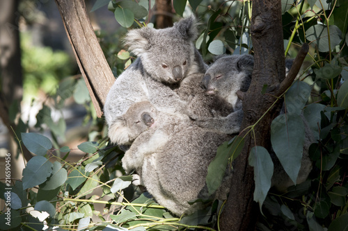 Fototapeta Naklejka Na Ścianę i Meble -  koala joeys cuddling