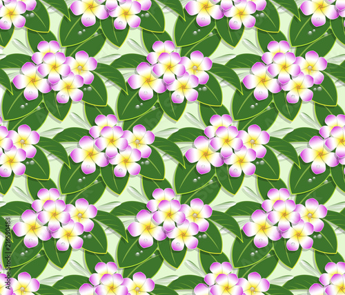 pink plumeria flower pattern seamless on green background