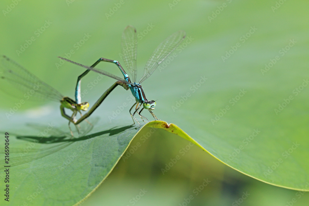 Fototapeta premium オオイトトンボ -Paracercion sieboldii-