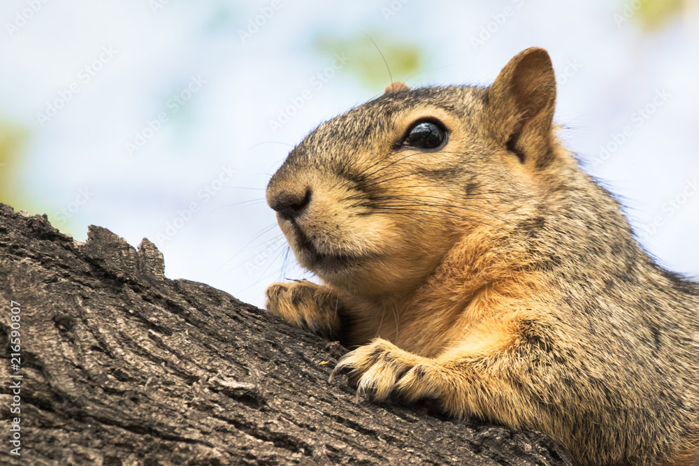 Eastern Fox Squirrel, Fox Squirrel, Bryant's Fox Squirrel - Sciurus niger Eastern Fox Squirrel, Fox Squirrel, Bryant's Fox Squirrel - Sciurus niger