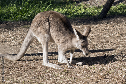 eastern grey joey kangaroo