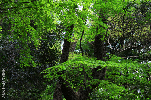 Quiet fresh green forest