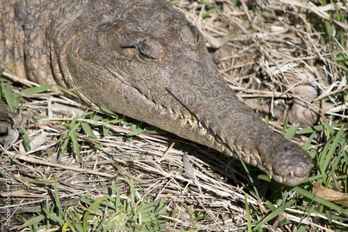 fresh water crocodile