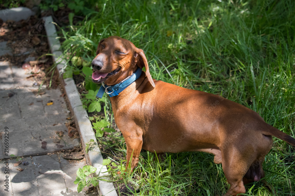 happy smiling dachshund with blue dog-collar