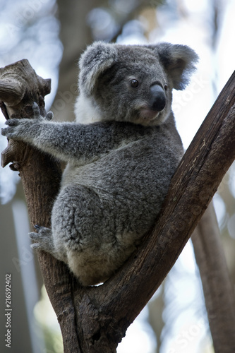 Fototapeta Naklejka Na Ścianę i Meble -  an Australian  koala
