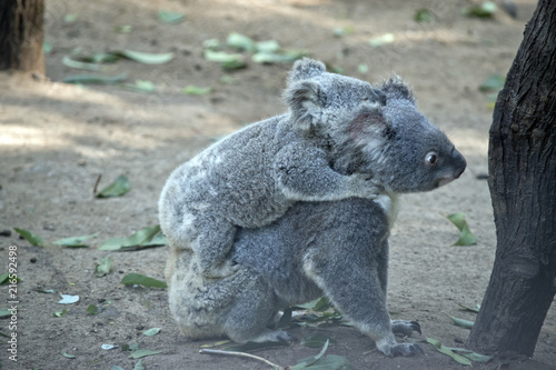 Fototapeta Naklejka Na Ścianę i Meble -  koala