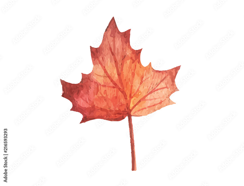 Fall and autumn leaf isolated on a white background collection Fall and autumn leaf isolated on a white background collection