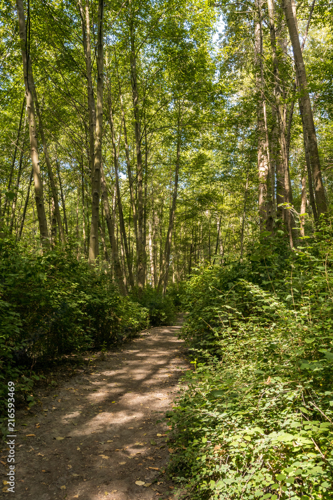 dirt paved path inside rush forest in a sunny day in the summer dirt paved path inside rush forest in a sunny day in the summer