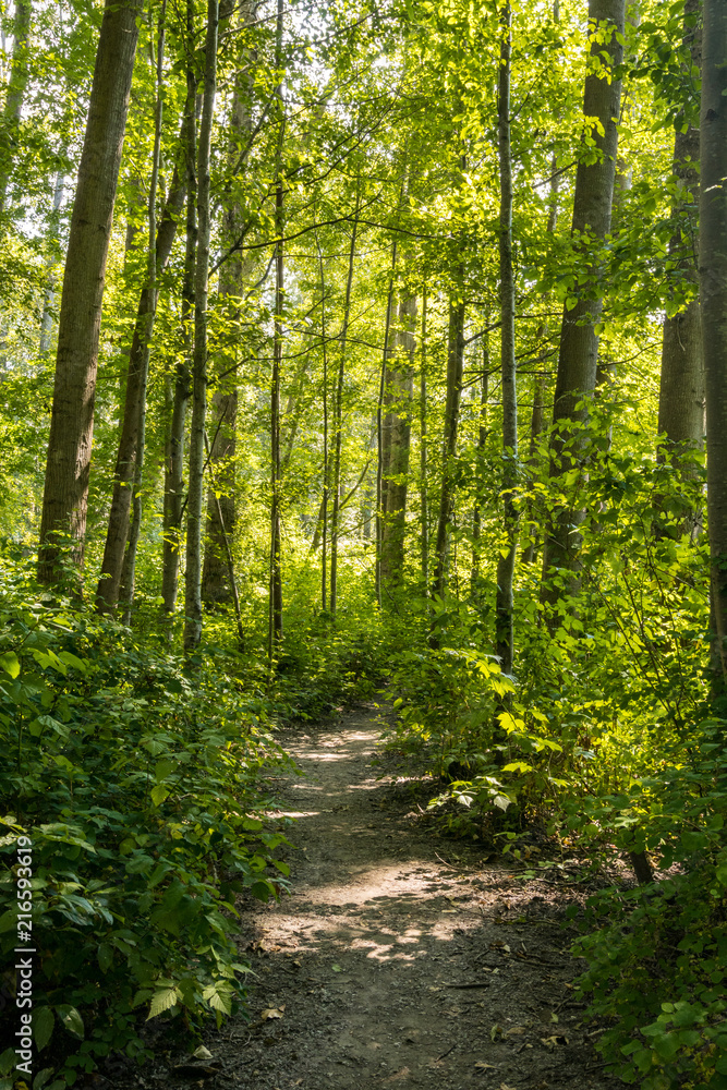Fototapeta premium rocky trail in the middle of the forest under the summer sun