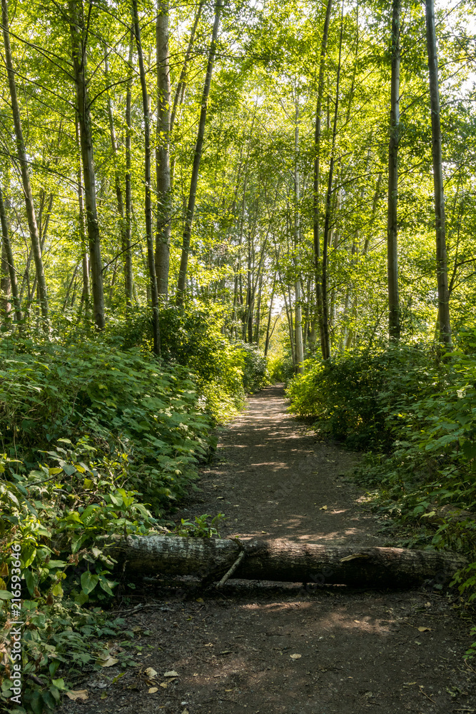 trail in the forest blocked by a fallen tree. trail in the forest blocked by a fallen tree.