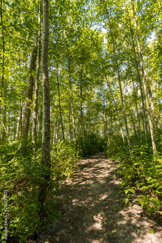 dirt paved path inside rush forest in a sunny day in the summer