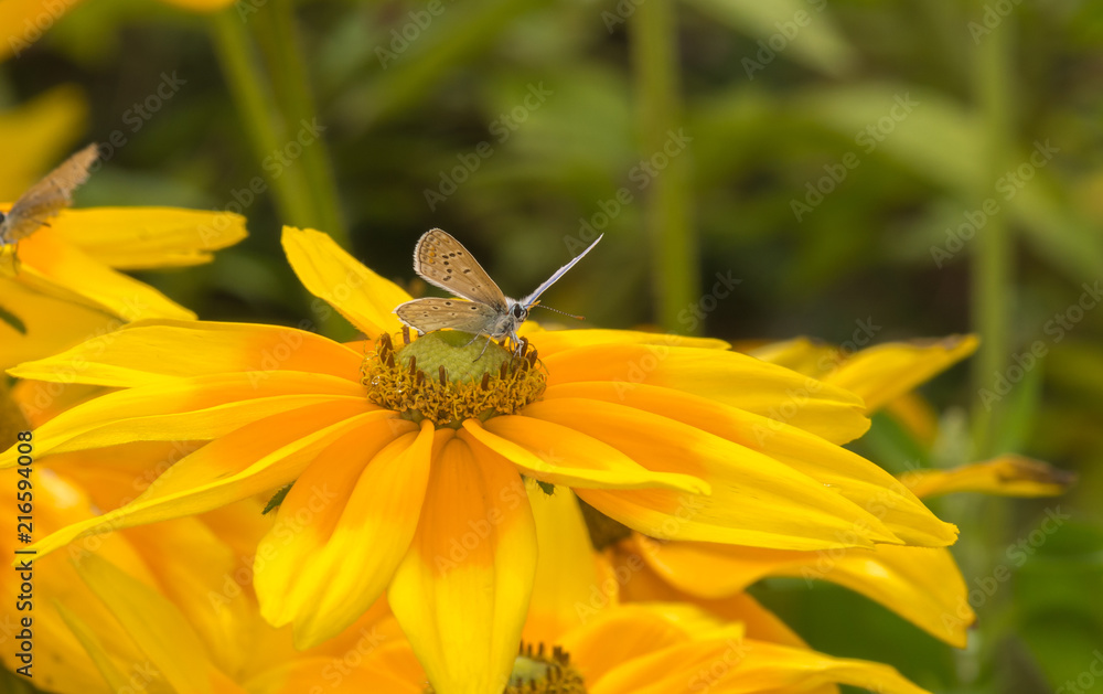 Adonis butterfly taking a break on a yellow island Adonis butterfly taking a break on a yellow island