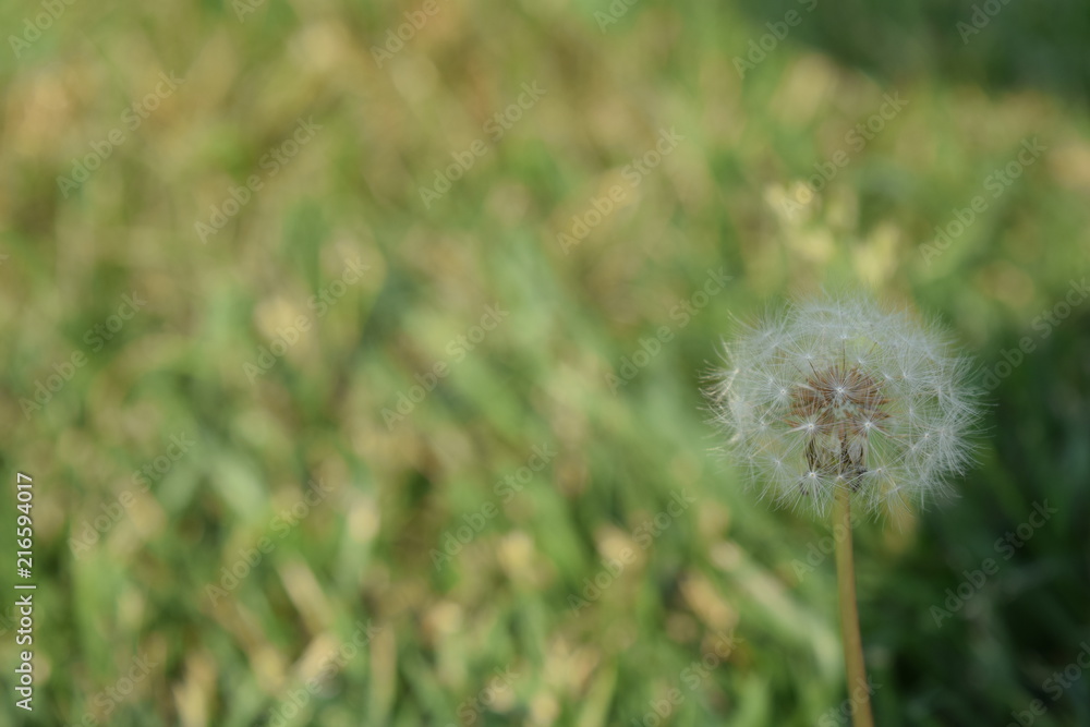 dandelion