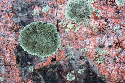 Lichens on stone background