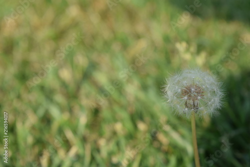 dandelion