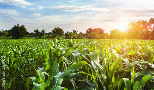 Billede på lærred corn field with sunset at countryside