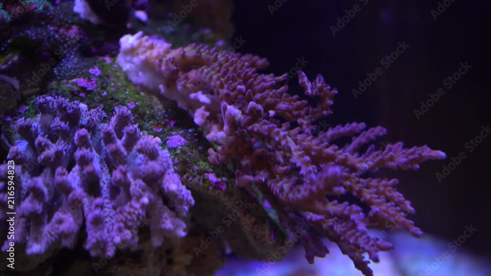 acropora coral on a reef acropora coral on a reef
