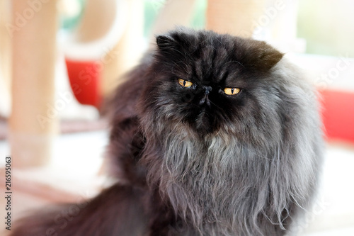 Black gray persian cat sitting in the room photo