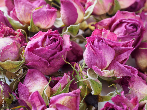Background of the Roses