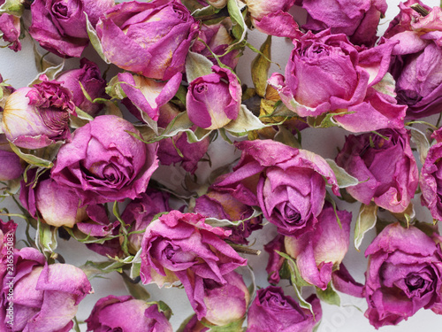 Background of the Roses