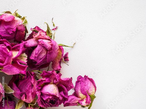 dry roses on white background