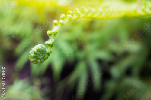 Close up fern leaves © ak