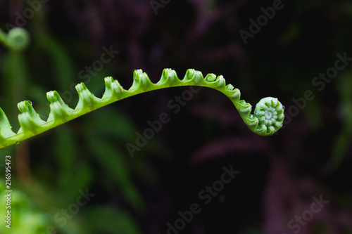 Close up fern leaves