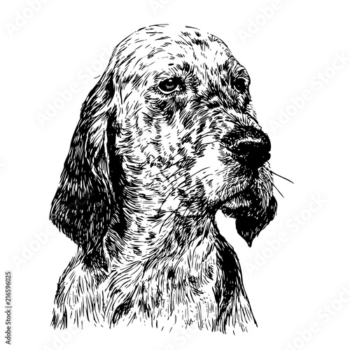 English setter