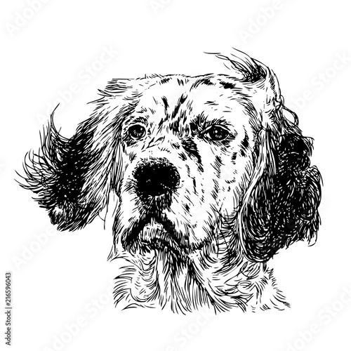 English setter