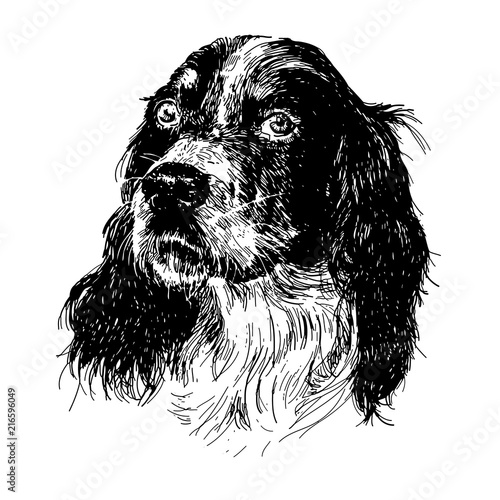 English setter