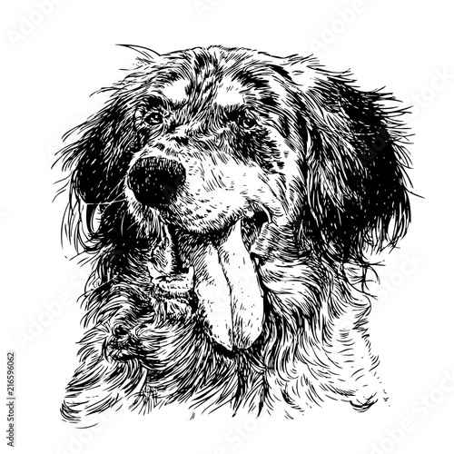 English setter